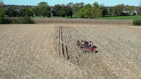 A View of Amish Harvesting There Corn Using Horses Stock Footage 255864071