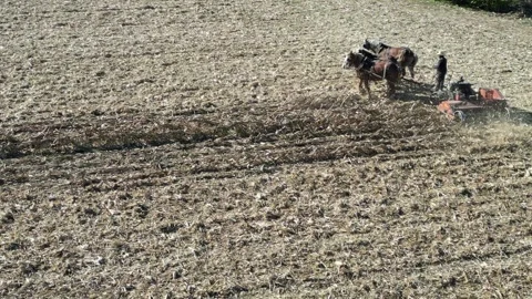 A View of Amish Harvesting There Corn Using Horses Stock Footage 255864076