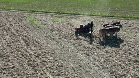 A View of Amish Harvesting There Corn Using Horses Stock Footage 255864080