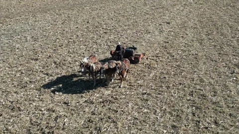 A View of Amish Harvesting There Corn Using Horses Stock Footage 255864081