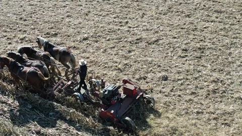 A View of Amish Harvesting There Corn Using Horses Stock Footage 255864097