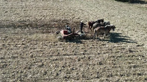 A View of Amish Harvesting There Corn Using Horses Stock Footage 255864101