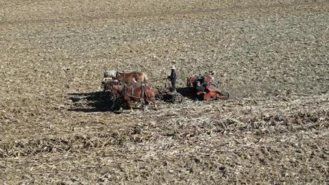 A View of Amish Harvesting There Corn Using Horses Stock Footage 255864155