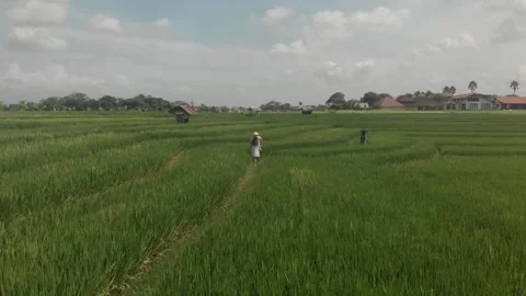 View among green rice fields for a couple in love and the man takes off straw ba Stock Footage 130546072