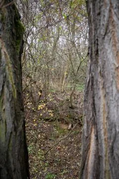 View among the trees in the forest Stock Photos