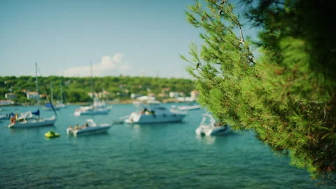 View of anchored boats in a bay framed by a green pine branch in the foreground, Stock Footage 344822007