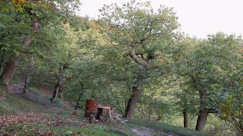 View of ancient chestnut grove Stock Footage 97492129