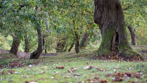 View of ancient chestnut grove Stock Footage 97492762