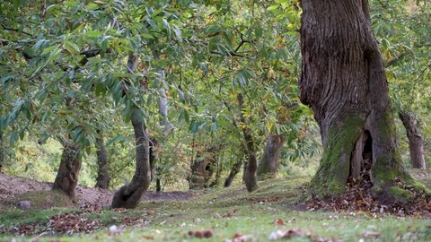View of ancient chestnut grove Stock Footage 97492778