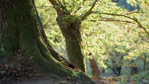 View of ancient chestnut grove Stock Footage 97496770