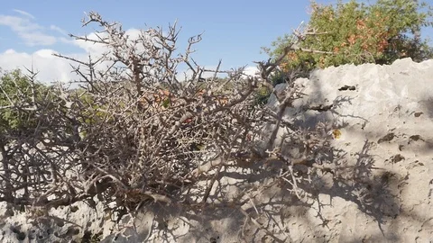 View of ancient house through the prickly bush Stock Footage 104087275