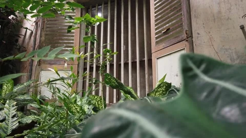 View from an ancient model window with wild plants Stock Footage 209119838