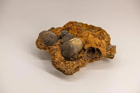View of ancient seashells, spiraling fossils and fragments embedded in dark.. Stock Photos