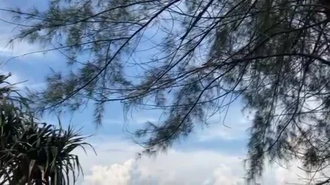 The view from up and down of big green pine tree to the crystal clear blue sea Stock Footage 196979125