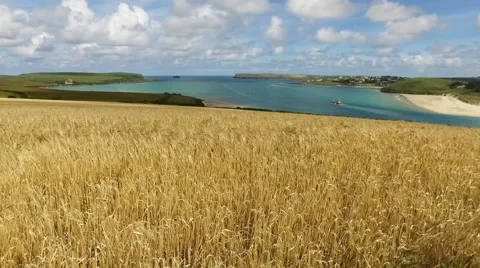 View up and over a golden wheat field to a turquoise river estuary. Stock Footage 65446041