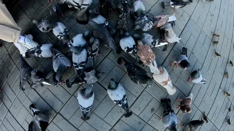 View and scene of a large flock of pigeons fed on a summer sunny day Stock-Footage 129714026