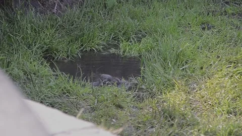 View and scene of sparrows that bathe and splash Stock-Footage 129713613