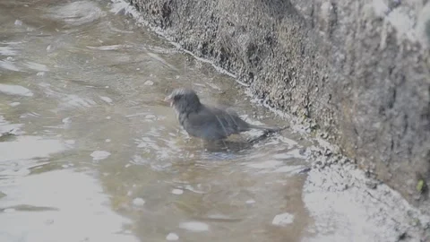 View and scene of sparrows that bathe and spray 動画素材 129713725