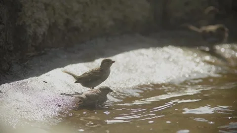 View and scene of sparrows that bathe and spray 스톡 동영상 129713815