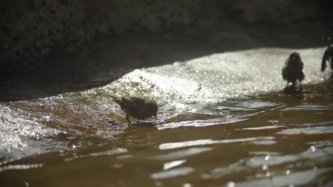 View and scene of sparrows that bathe and spray 動画素材 129713891