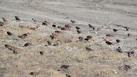 View and scene of sparrows that move in a flock Stock-Footage 129713677