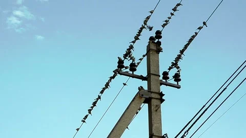 View and scene of the sparrows sitting in a flock 動画素材 129713603
