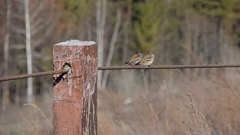 View and scene of sparrows sitting in a flock on a metal fence Stock-Footage 129713669