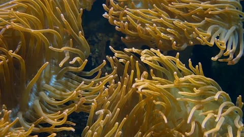View of anemones on the seabed Stock Footage 236633795