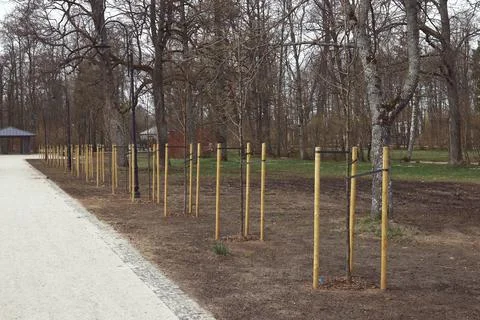 View at an angle of the road to the gazebo through the park and tree seedling Stock Photos