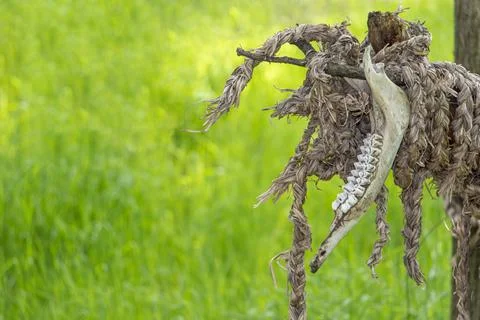 View of animal jaws attached to a structure made of natural materials Stock Photos