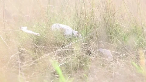 View on animal's sculls on the meadow Stock Footage 84705871