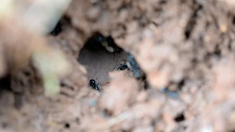 View in to the ant colony or hill of busy ants Stock Footage 112609532