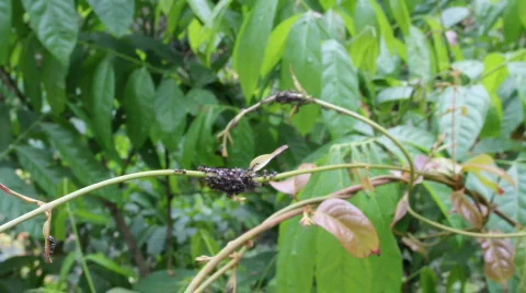 View of ants on branch Stock Footage 664278