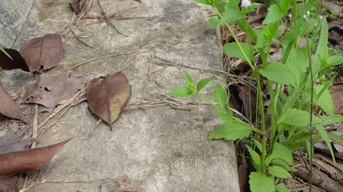 View of ants walking on a wall near plants Stock Footage 282105284