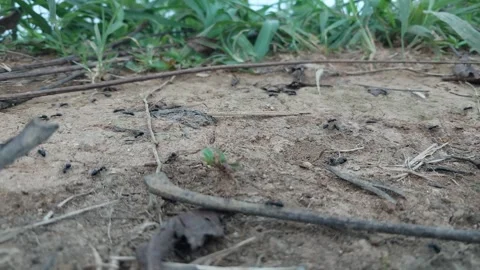 View of ants working and passing by Video stock 303390303