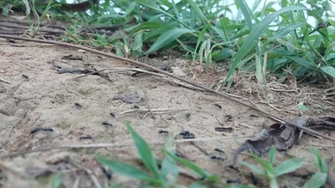 View of ants working and passing by Stock Footage 303390306