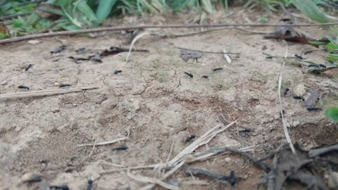 View of ants working and passing by Video stock 303390307