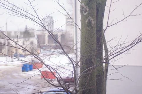 The view from the apartment in the suburbs: a bare tree on the background of  Stock Photos