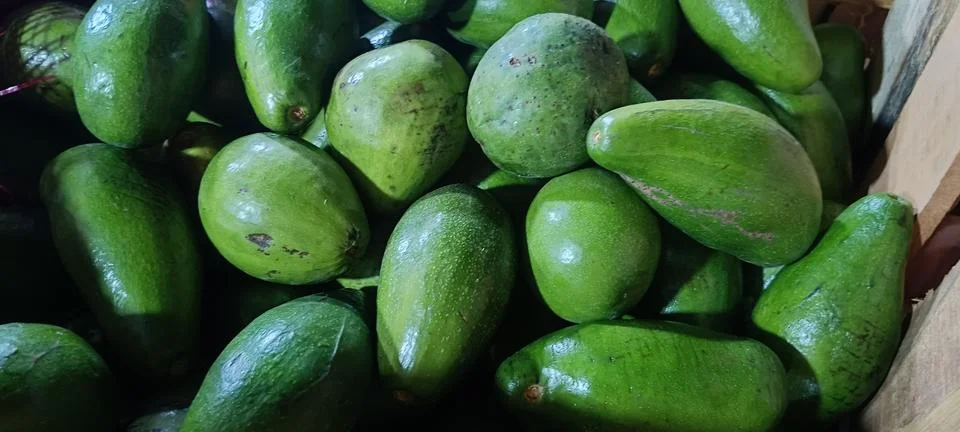 View of Appetizing Fresh Avocado Stock-Fotos