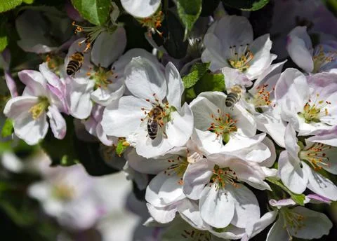 View of apple blossoms with bees collecting nectar and honey. Stock Photos