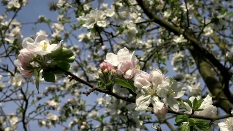 View of apple blossoms Stock Footage 234846690