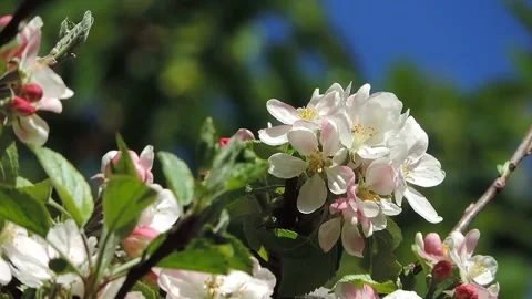 View of apple blossoms Stock Footage 236149750