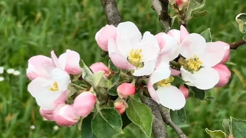 View of apple blossoms Stock Footage 236149887