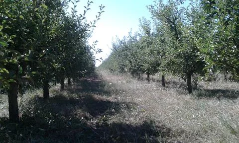A view on an apple field Stock Photos