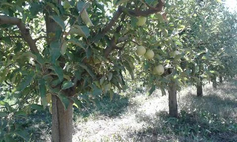 A view on an apple field Stock Photos