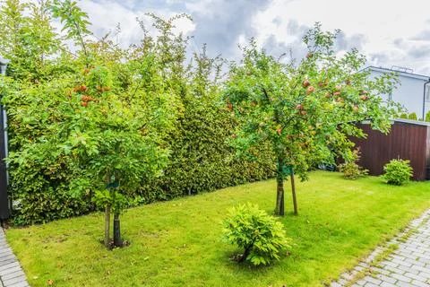 View of apple trees laden with ripe fruit in landscaped garden during autumn. Stock Photos