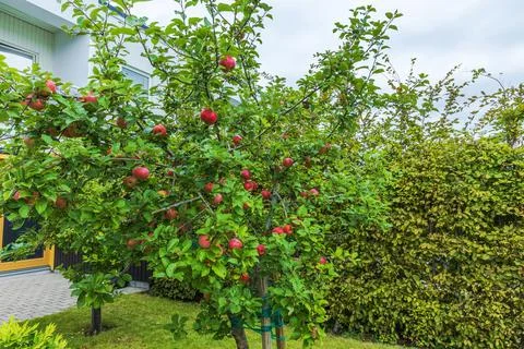 View of apple trees laden with ripe fruit in garden beside modern house. Stock Photos