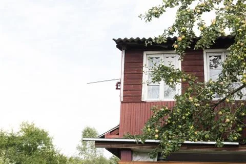 View of Apples Hanging From a Tree Foto stock