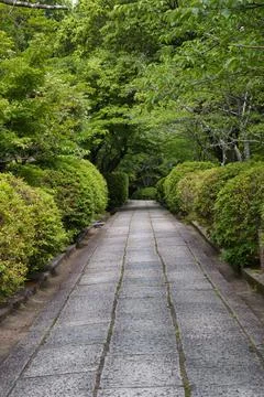 A view of the approach surrounded by the trees.   Kyoto Japan Stock Photos