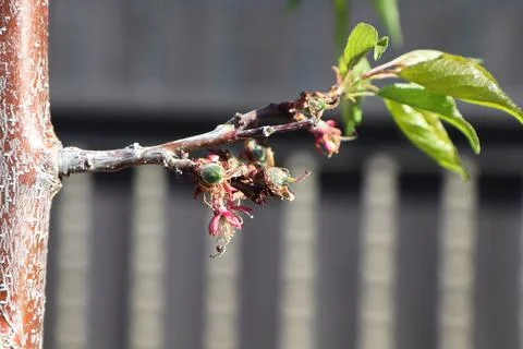 View of apricot setting fruit on spring branches Stock Photos